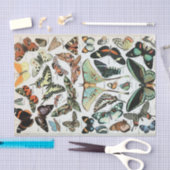 ヴィンテージ蝶の世界 薄葉紙 (クラフト)