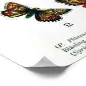 ヴィンテージ蝶の昆虫プリント ポスター (角)