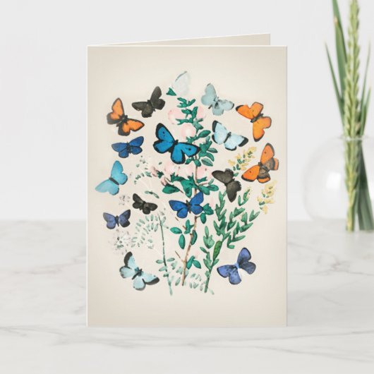 ヴィンテージ蝶の水彩画 カード (正面)