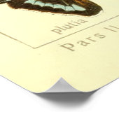 ヴィンテージ蝶の種図 ポスター (角)