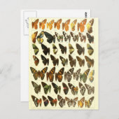 ヴィンテージ蝶の種図 ポストカード (正面/裏面)