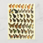 ヴィンテージ蝶の種図 ポストカード (正面)