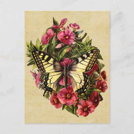 ヴィンテージ蝶はがき ポストカード (正面)