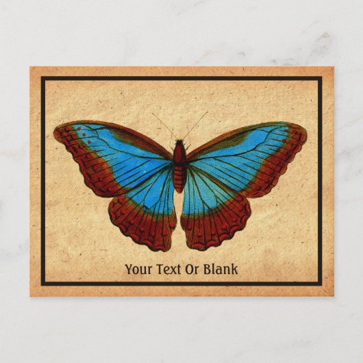 ヴィンテージ蝶イラストレーション シーズンポストカード (正面)