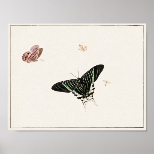 ヴィンテージ蝶イラストレーション ポスター (正面)