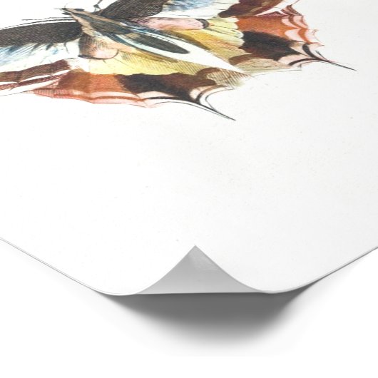 ヴィンテージ蝶イラストレーション ポスター (角)