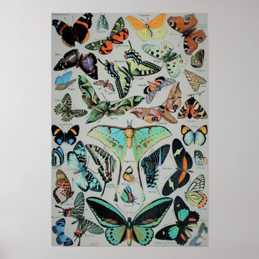 ヴィンテージ蝶プリント ポスター (正面)