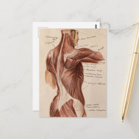 ヴィンテージ解剖図 ポストカード (正面/裏面インサイチュ)