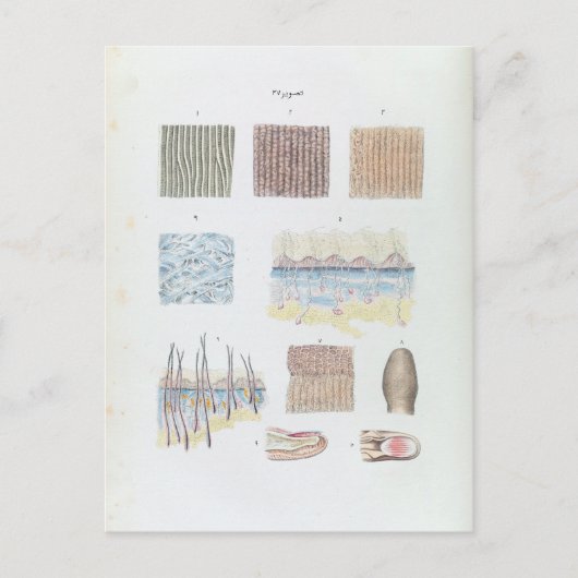 ヴィンテージ解剖学と人間の毛皮と爪、 ネイル ポストカード (正面)