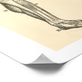 ヴィンテージ解剖学の筋肉と骨の人間の脚 ポスター (角)