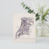 ヴィンテージ解剖学アートネックマッスル古い紙 ポストカード (スタンド正面)