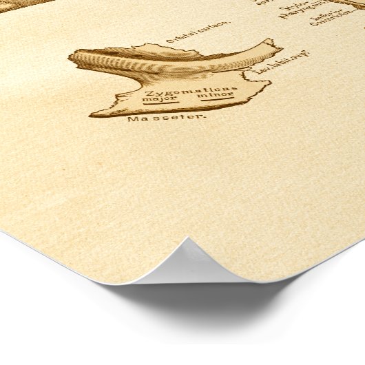 ヴィンテージ解剖学イラストレーションスカル骨 ポスター (角)