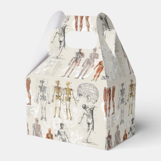 ヴィンテージ解剖学イラスト フェイバーボックス (正面サイド)