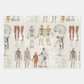 ヴィンテージ解剖学イラスト ラッピングペーパーシート (正面2)