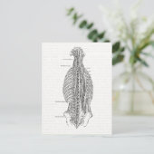 ヴィンテージ解剖学スケッチザバック ポストカード (スタンド正面)