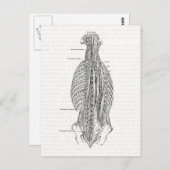 ヴィンテージ解剖学スケッチザバック ポストカード (正面/裏面)
