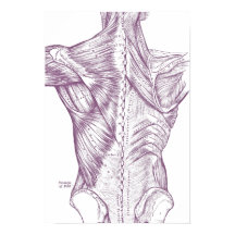 ヴィンテージ解剖学スケッチバックマッスル紫