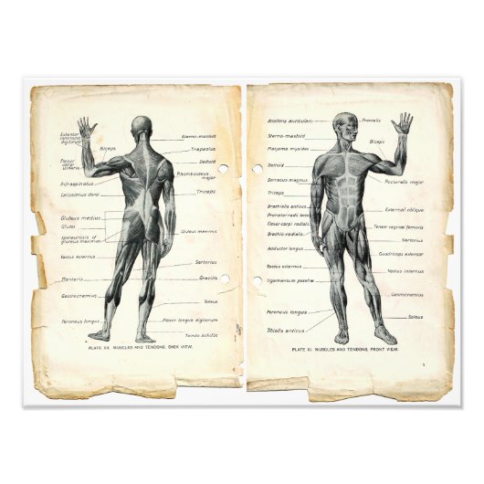 ヴィンテージ解剖学ブックページ フォトプリント            (正面)