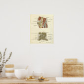 ヴィンテージ解剖学プリントボーン肘の手関節 ポスター (キッチン)