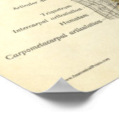 ヴィンテージ解剖学プリントボーン肘の手関節 ポスター (角)