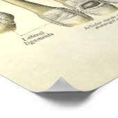 ヴィンテージ解剖学プリント手首骨 ポスター (角)