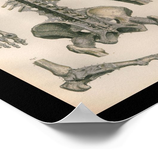 ヴィンテージ解剖学プリント脊椎関節骨 ポスター (角)