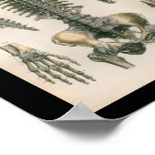 ヴィンテージ解剖学プリント脊椎骨 ポスター (角)