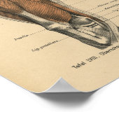 ヴィンテージ解剖学プリント脚筋 ポスター (角)