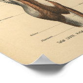 ヴィンテージ解剖学プリント脚筋 ポスター (角)