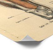 ヴィンテージ解剖学プリント脚筋 ポスター (角)