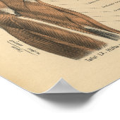 ヴィンテージ解剖学プリント脚筋 ポスター (角)