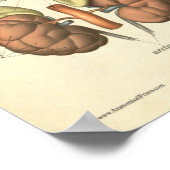 ヴィンテージ解剖学プリント腎 ポスター (角)