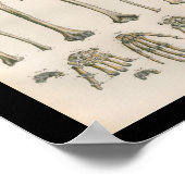 ヴィンテージ解剖学プリント腕の手骨 ポスター (角)