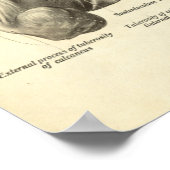 ヴィンテージ解剖学プリント足骨 ポスター (角)