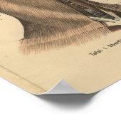 ヴィンテージ解剖学プリント顔と首 ポスター (角)