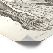 ヴィンテージ解剖学プリント骨格背骨の脚の筋肉 ポスター (角)