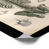 ヴィンテージ解剖学プリント骨格骨 ポスター (角)