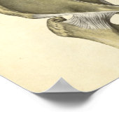 ヴィンテージ解剖学プリント骨盤 ポスター (角)