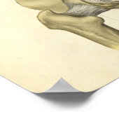 ヴィンテージ解剖学プリント骨盤 ポスター (角)