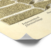 ヴィンテージ解剖学プリント骨胸椎 ポスター (角)