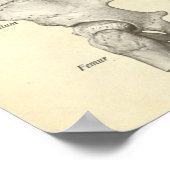 ヴィンテージ解剖学プリント骨脊柱 ポスター (角)