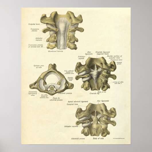 ヴィンテージ解剖学プリント骨頸椎 ポスター (正面)
