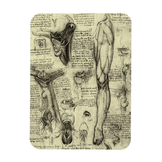 ヴィンテージ解剖学喉頭下肢レオナルドダヴィンチ マグネット (縦)