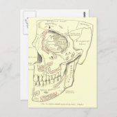 ヴィンテージ解剖学外側領域のスカル ポストカード (正面/裏面)