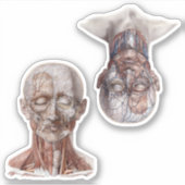 ヴィンテージ解剖学理学研究ヘッド シール (正面)