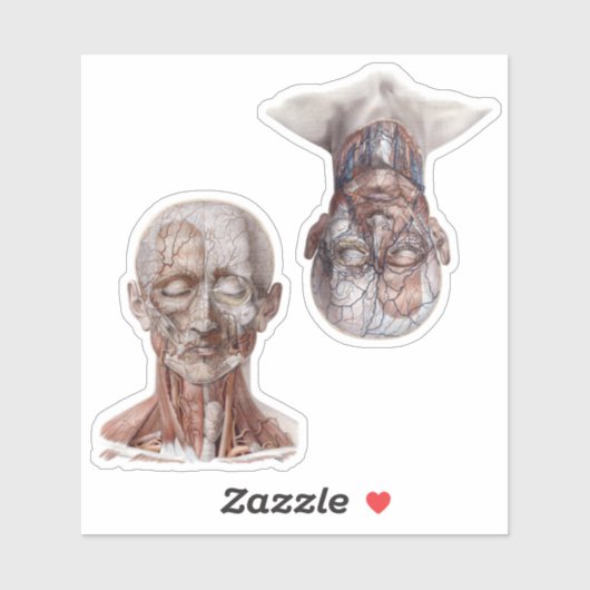 ヴィンテージ解剖学理学研究ヘッド シール (シート)