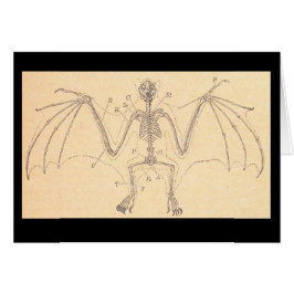 ヴィンテージ解剖学的こうもり骨格イラストレーション