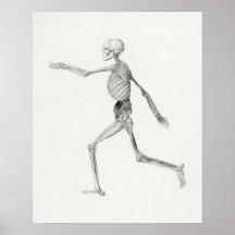 ヴィンテージ解剖学的イラストレーションポスター