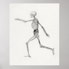 ヴィンテージ解剖学的イラストレーションポスター ポスター