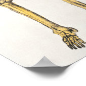 ヴィンテージ解剖学的イラストレーションポスター ポスター (角)